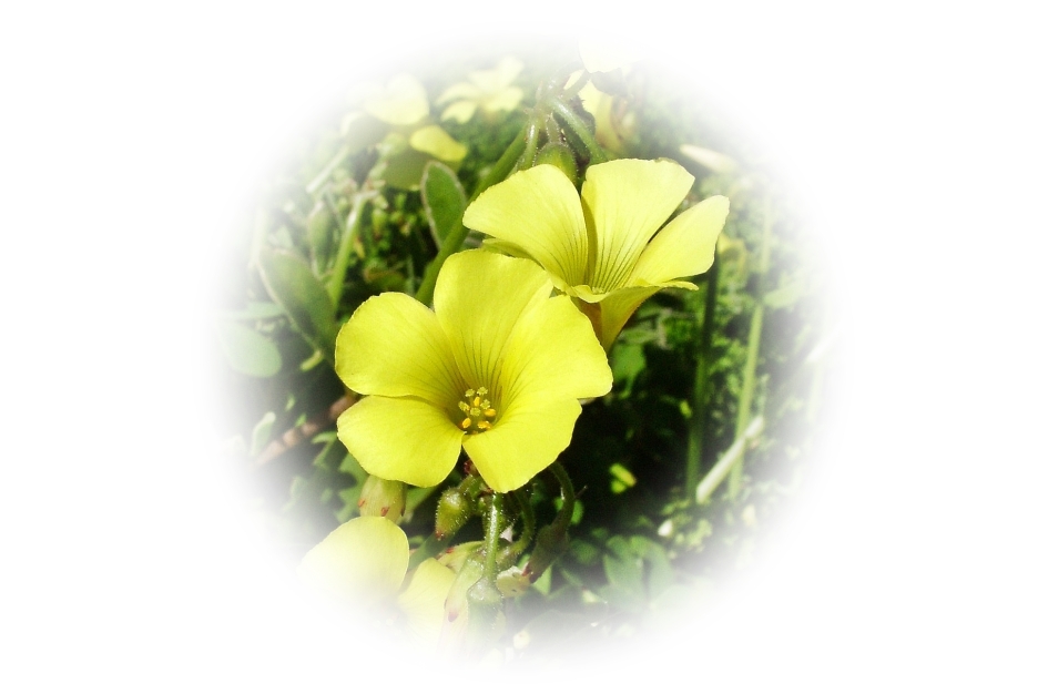 Yellow oxalis flowers
