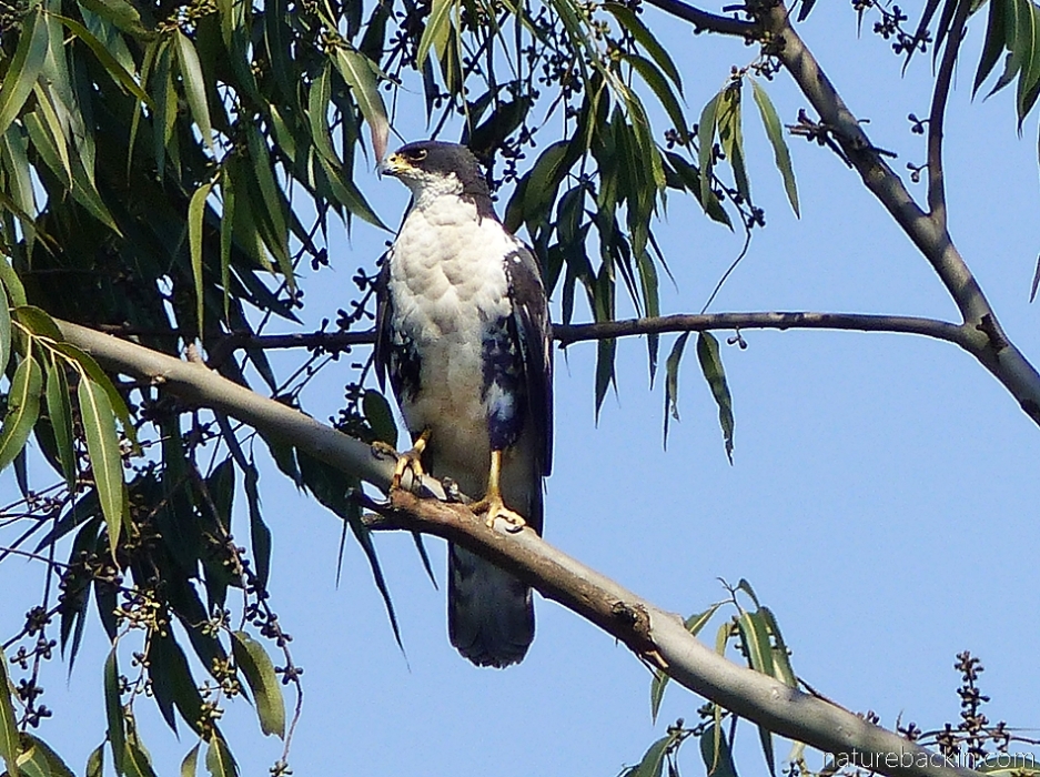 Female black sparrowhawk on the margins of a eucalyptus plantation, KwaZulu-Natal