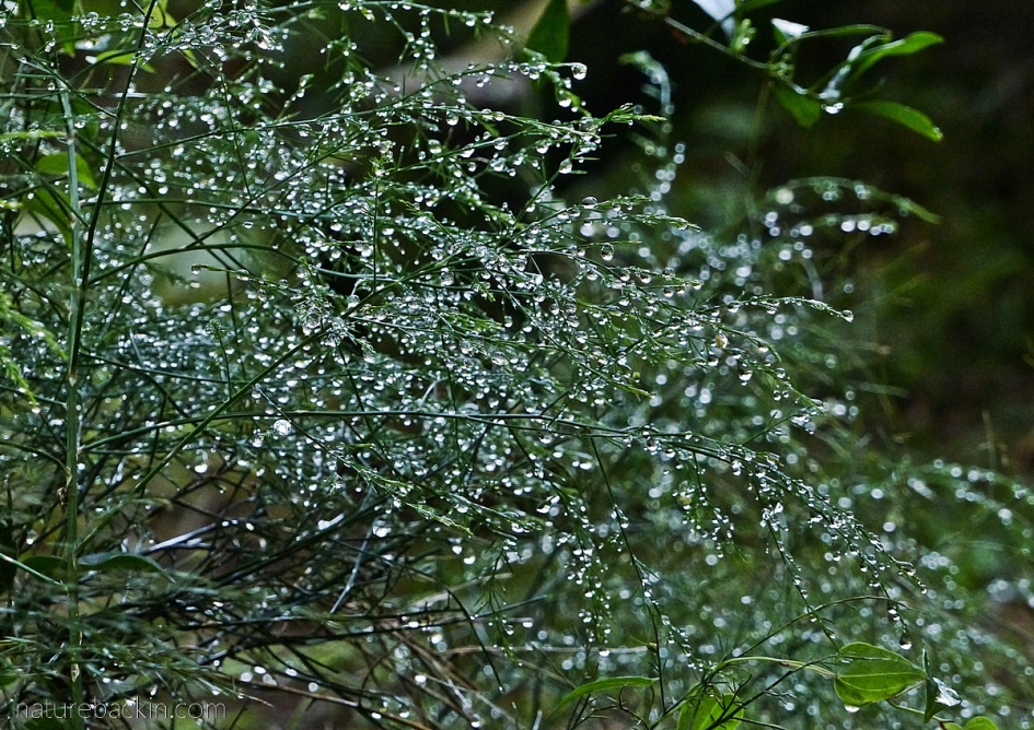 Asparagus fern decorated with droplets of rain