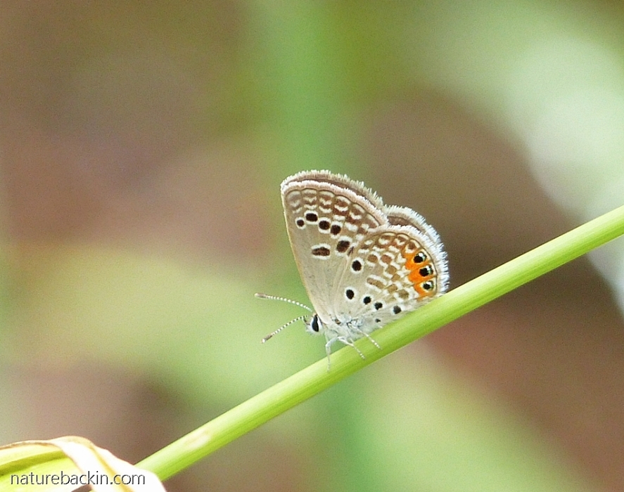 Grass jewel butterfly showing its spots