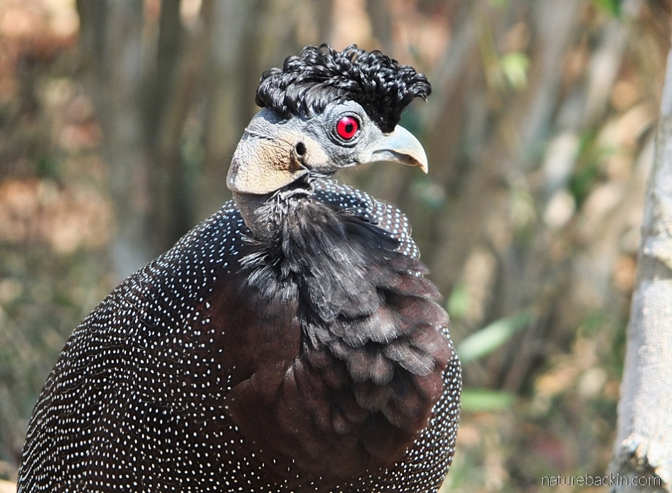 Portrait of crested guineafowl