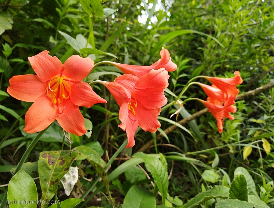 Inanda lilies (Cyrtanthus sanguineus) in bloom, KwaZulu-Natal garden