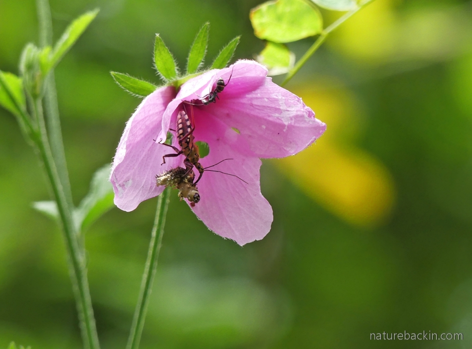 Assassin bug in the flower of a Forest Pink Hibiscus while eating a caterpillar