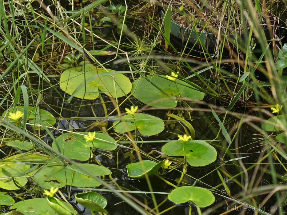 Floating heart lilies in a garden pond, KZN