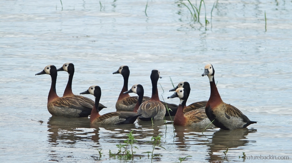 White-faced whistling ducks at Nsumo Pan, Mhuze Game Reserve