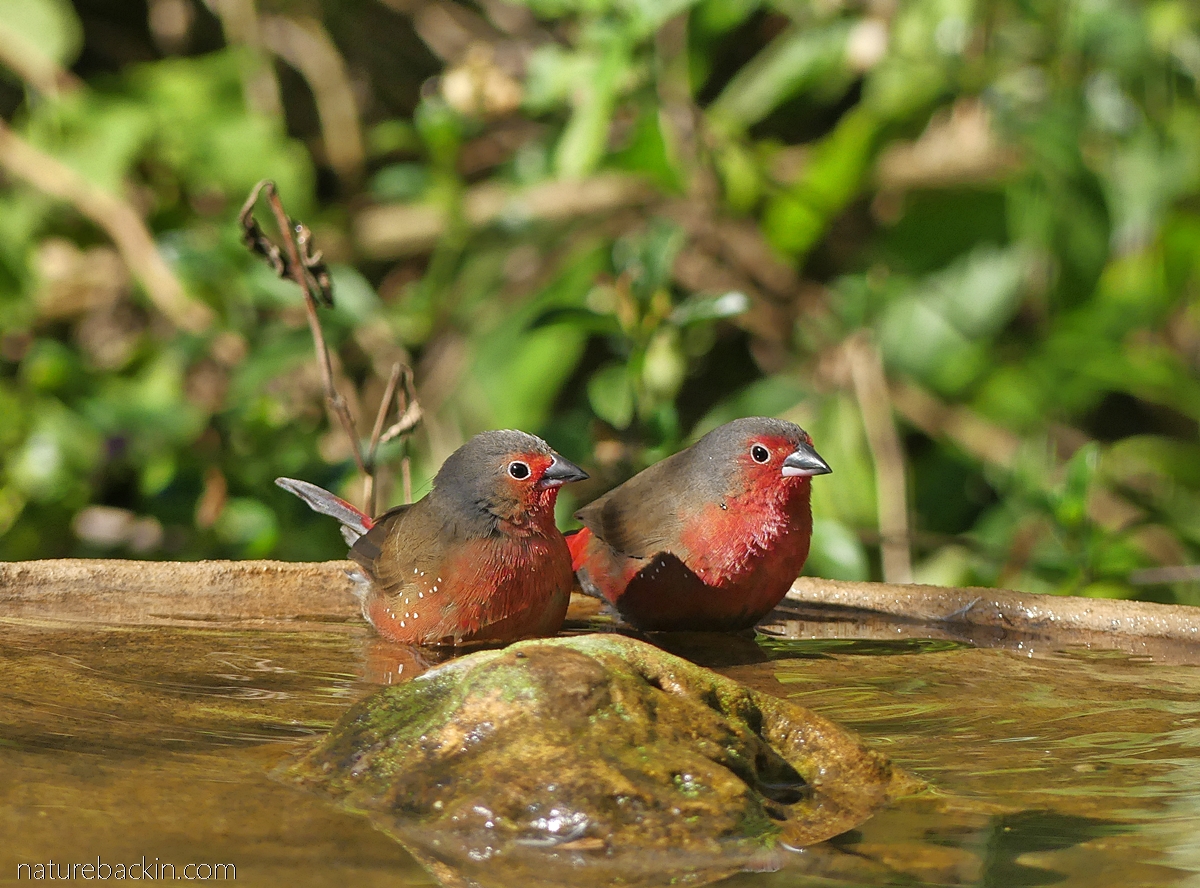 Pair of African firefinches in birdbath