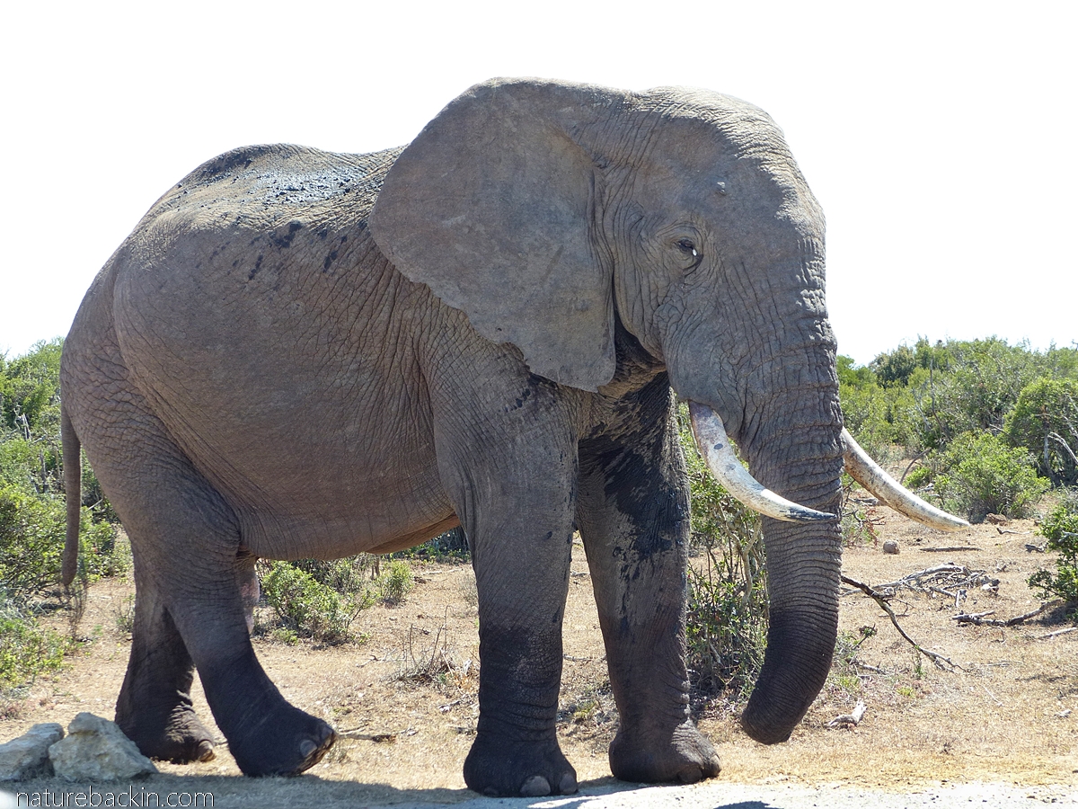 Why do Elephants have a Trunk?, Eden's Blog