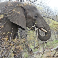African elephants, bark stripping, nutrition and trees