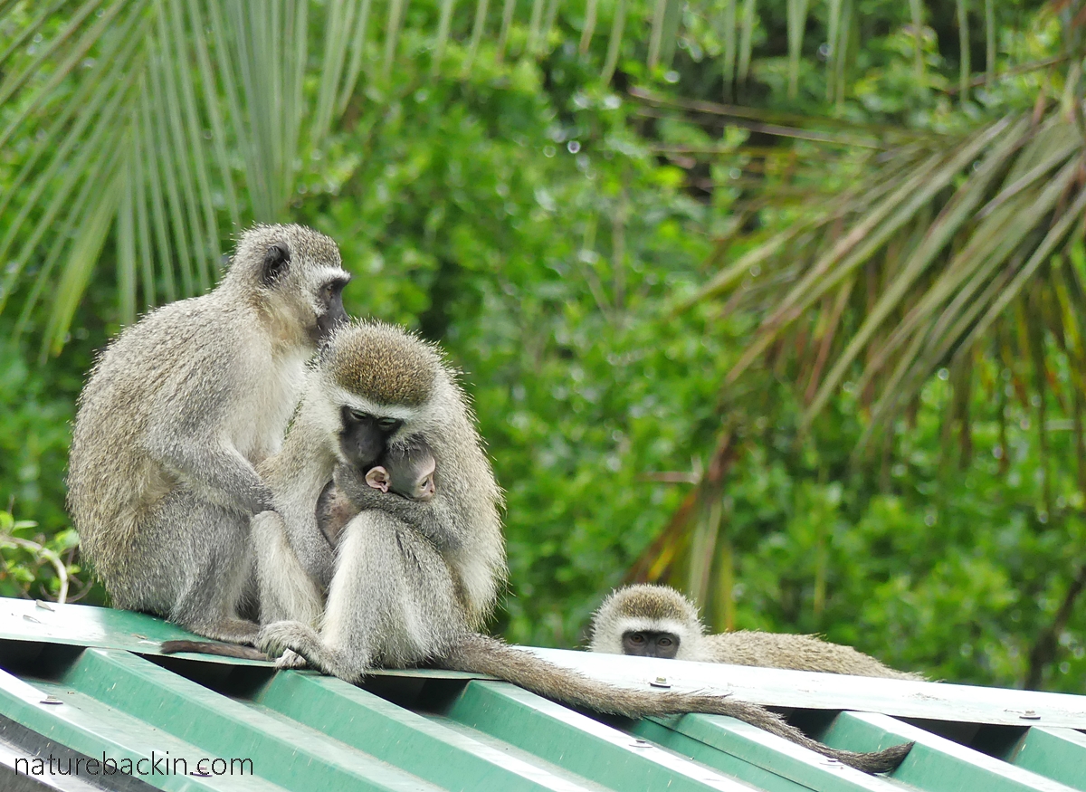 Vervet monkey cuddles her infant baby