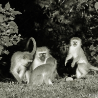On living harmoniously with vervet monkeys