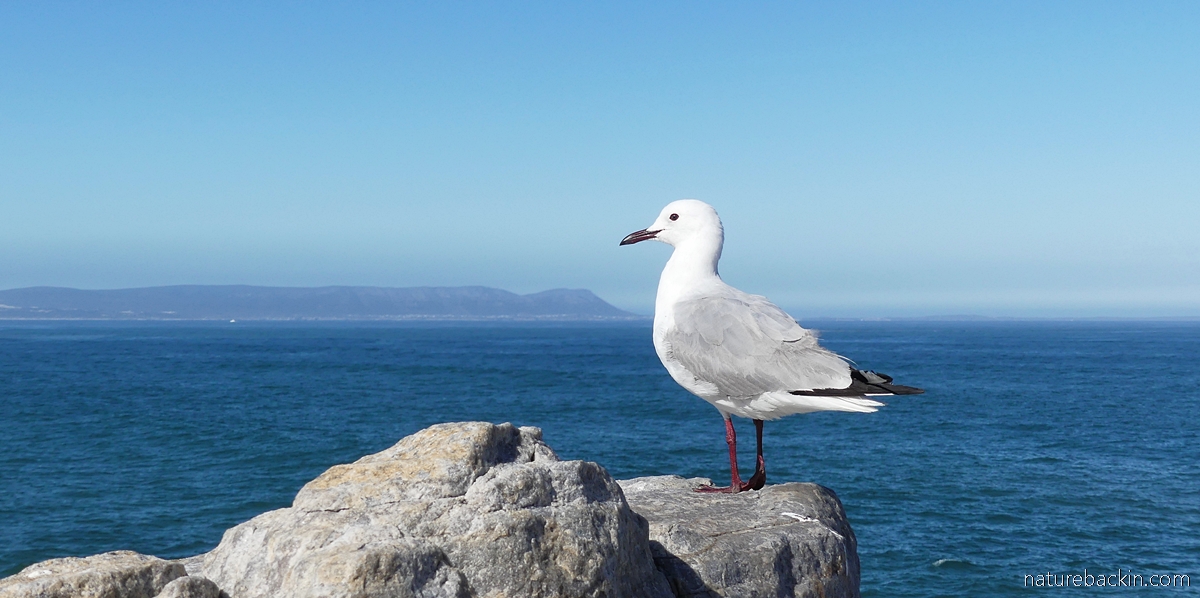 Chroicocephalus hartlaubii - Hartlaub's gull in the Western Cape