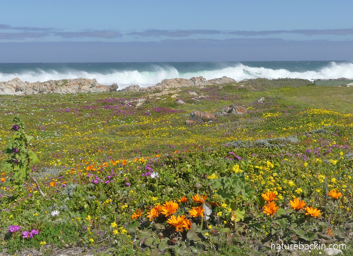 Seascape with spring flowers Overberg